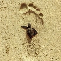 Hatching on it way to the sea !