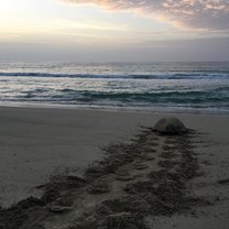 Morning turtle :)