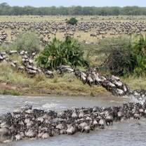 Serengeti Migration