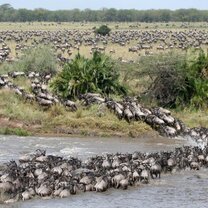 Serengeti Migration