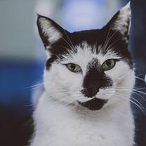 Campus Cat