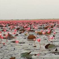 Red Lotus Lake Red Lotus Lake