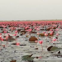 Red Lotus Lake