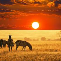 Wild life