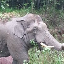 Wild Elephant in Khao Yai