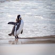 African Penguin