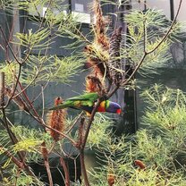 Wildlife is abound on campus Wildlife is abound on campus