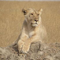 Serengeti Lion
