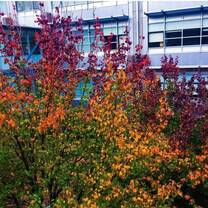 Autumn leaves on campus