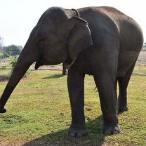 Elephants World