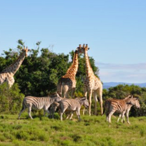 Game Reserve Volunteering with Gapforce 