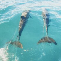 Dolphins off the coast of Samara