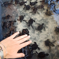 Green turtles- 2 weeks old