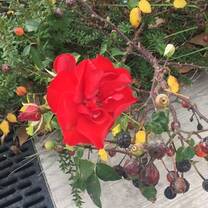 Beautiful flower in the pueblo where I teach - Motril 