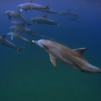 Bottlenose dolphins