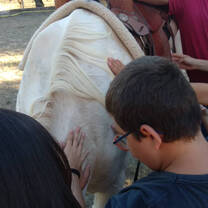 horse, dressage, natural, animals, Els Olivers, activities, kids, children