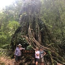 1000 year old tree