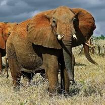 Volunteers/interns will take part in protection of world laggest animal which is hunted for its tusk
