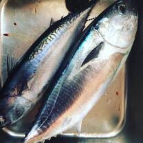 Tuna