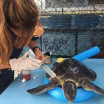 Volunteer taking part in rehabilitation program of the seas turtle