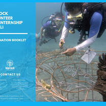 Coral transplantation on Artificial Biorock Reef Structure