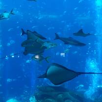 Aquarium in Atlantis hôtel 