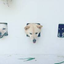 Inu cafe 