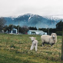 Mother sheep and baby sheep in Kaikoura
