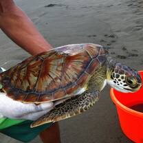Association Save the Turtles Parismina