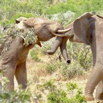 elephants in Addo National Park