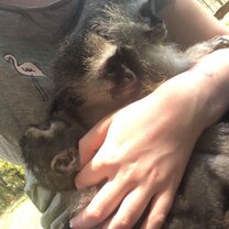 Vervet monkey cuddles! Vervet monkey cuddles!