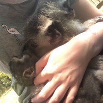 Vervet monkey cuddles!