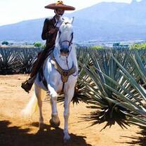 All students register for ITTO Certificate Program in Guadalajara, Mexico for July 29th, 2019 Session will automatically get a FREE Tequila Tour to world-renowned Tequila Town (45 mins away).
