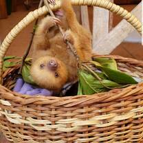 Baby sloths seen at the wildlife preserve! 