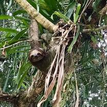 Sloth in Tree in Costa Rica