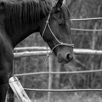 Working with horses