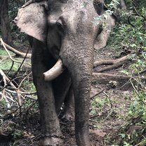 One of the elephants in the field