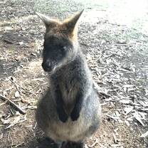 Wallaby 