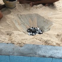 Turtle eggs