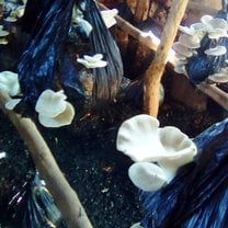 Oyster Mushrooms!