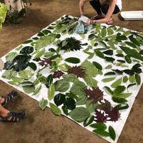 Medicinal plants freshly washed and laid out to dry and use in a salve at Amupakin