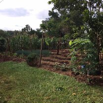The backyard of my host family's home showing their small garden