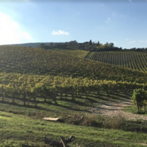 Winery 