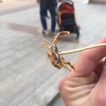 The fried scorpion!