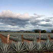 Tequila