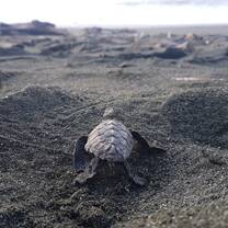 Turtle Beach Sand Ocean Marine Conservation & Volunteering in Costa Rica