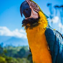 Amazon survival guide volunteering