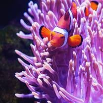 coral
