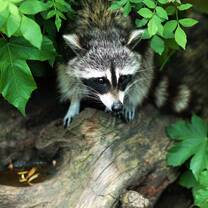 Wildlife volunteering Canada 
