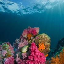 coral